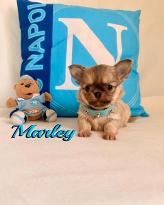 Chihuahua maschio a pelo lungo con pedigree enci