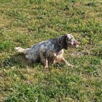 Setter inglese femmina