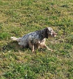 Setter inglese femmina