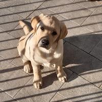 Labrador color latte e miele