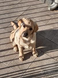 Labrador color latte e miele
