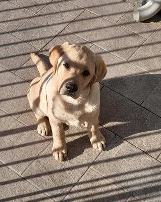 Labrador color latte e miele