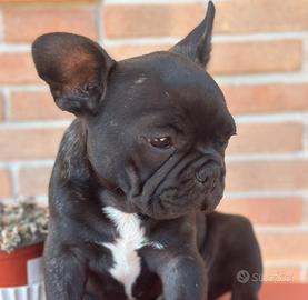 Bulldog francese