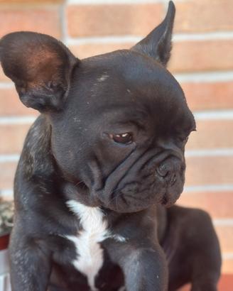Bulldog francese