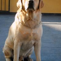 Labrador maschio