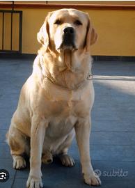 Labrador maschio