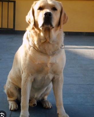 Labrador maschio