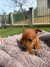 Pinscher toy