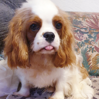 Cucciolo Cavalier king con pedigree ENCI