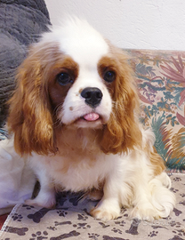 Cucciolo Cavalier king con pedigree ENCI