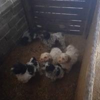 Cuccioli di lagotto