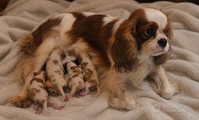 Cuccioli di Cavalier king con pedigree 