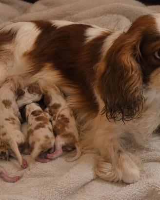 Cuccioli di Cavalier king con pedigree 