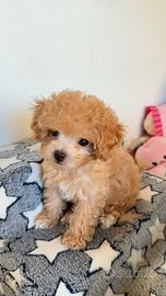 Barboncino maschietto