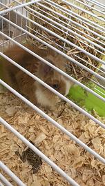 Coniglio testa di leone