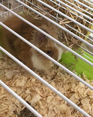 Coniglio testa di leone