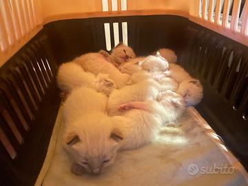 Cuccioli gatti siamesi Thai