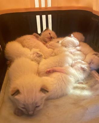Cuccioli gatti siamesi Thai