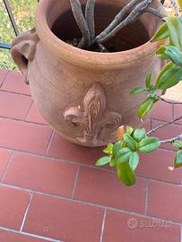 2 orci terracotta