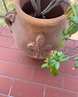 2 orci terracotta