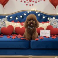 Barboncino maschio tcupe