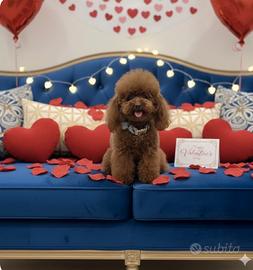 Barboncino maschio tcupe