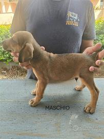 Cuccioli di segugio maremmano