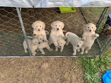 Golden retriver