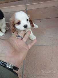 Cuccioli di cavalier King