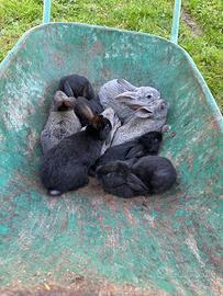Conigli cuccioli