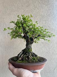 Bonsai Shoin di zelkova