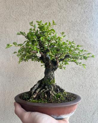 Bonsai Shoin di zelkova