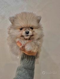 Spitz di pomerania pedigree enci