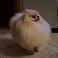 Spitz pomerania per monta, premiato in expo