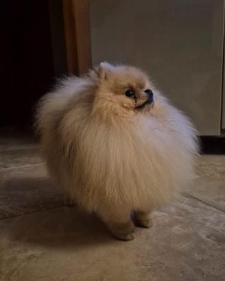 Spitz pomerania per monta, premiato in expo