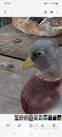 Anatra mignon call duck