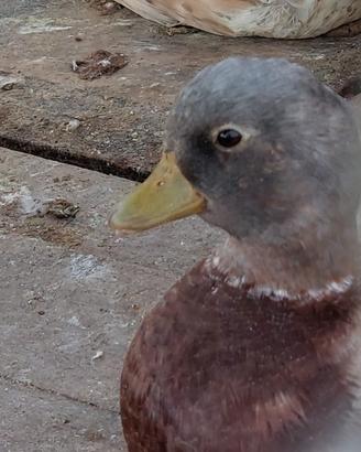 Anatra mignon call duck