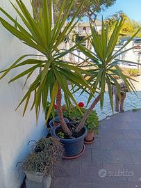 Piante di Yucca gratis