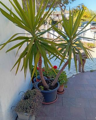 Piante di Yucca gratis