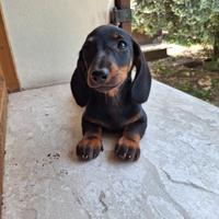 Cucciola bassotto tedesco pedigree Enci