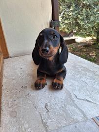 Cucciola bassotto tedesco pedigree Enci