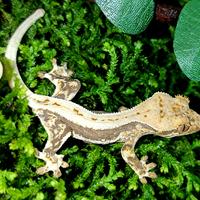 Geco Ciliatus Lilly White baby, teca, insetti