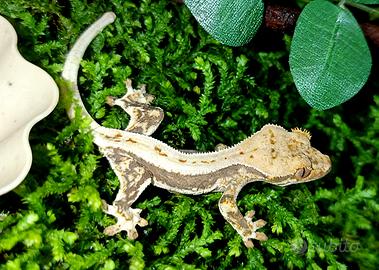 Geco Ciliatus Lilly White baby, teca, insetti