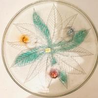 3x1: Porta torta vassoio da portata e risottiera