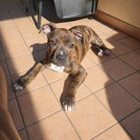 Cucciola Pitbull - Vaccinata con Libretto - (MB)