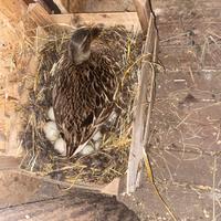 Galline, Germani, fagiani