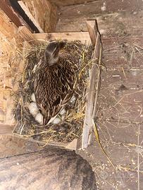 Galline, Germani, fagiani