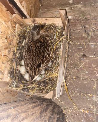 Galline, Germani, fagiani