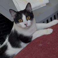 Lucy gattina 5 mesi