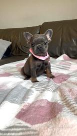 Cuccioli di bulldog francese Micro Blu tan